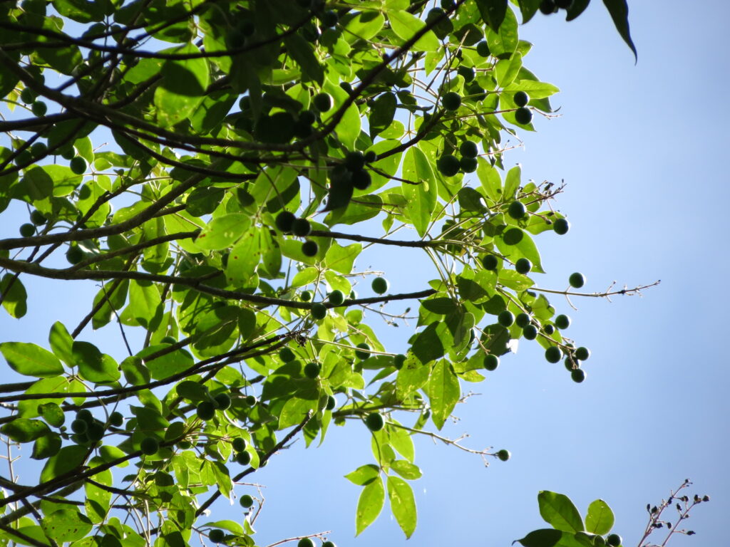 Yaxnik (Vitex gaumeri)